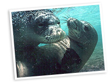HawaiianMonkSealAndPup.jpg