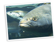 aquaculture.jpg