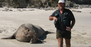 channel-island-pinnipeds.jpg
