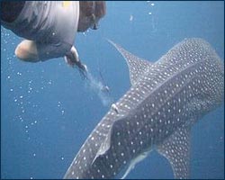 Tagging a whale shark