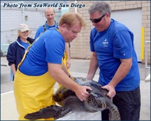 Releasing Maude the sea turtle
