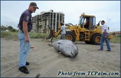 Beaked whale stranding