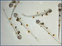 Yellowfin Tuna Larvae